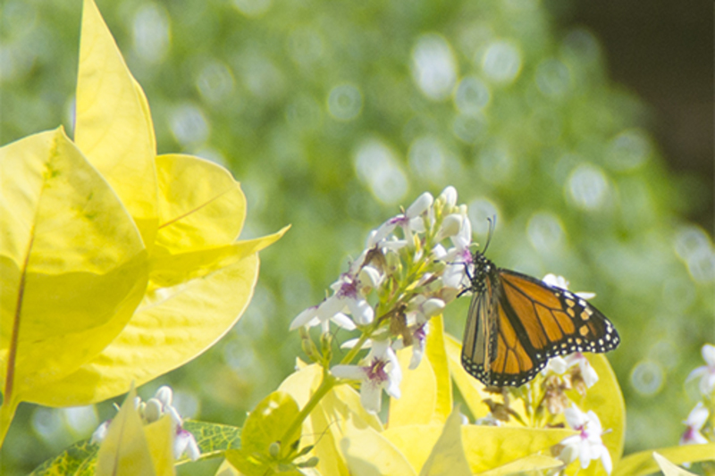 340.fmb <b>For The Beauty Of The Earth</b> - Monarch Butterfly with title from Christian Hymn by Folliott S. Pierpoint (1835-1917)